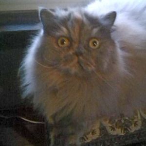 Meet your Posher, Michele